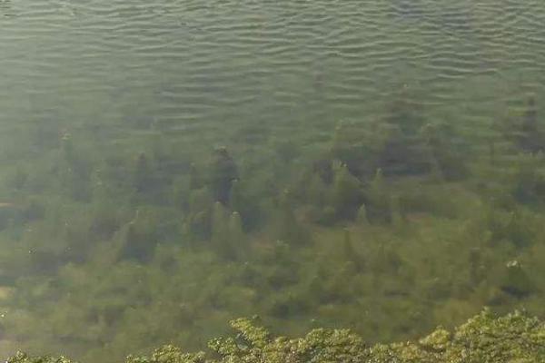 虾塘青苔最佳处理方法