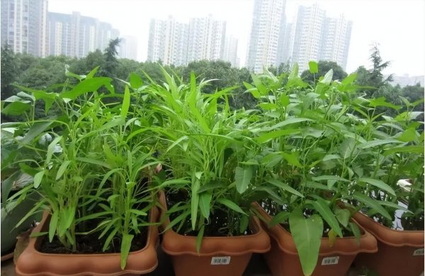 不用打理的蔬菜有哪些