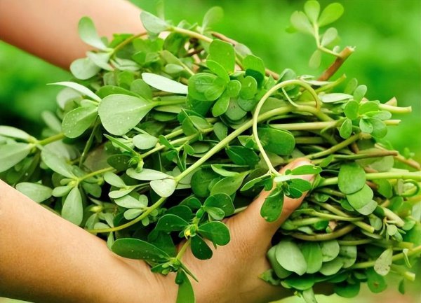 不用打理的蔬菜有哪些