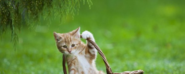 猫咪流鼻涕怎么办