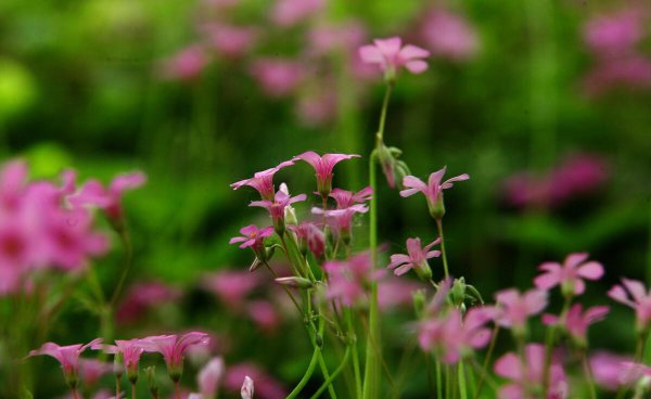 立夏以后就是夏天了吗