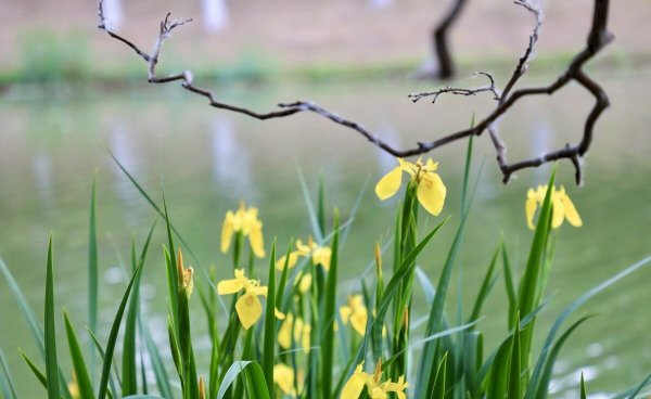 立夏以后就是夏天了吗