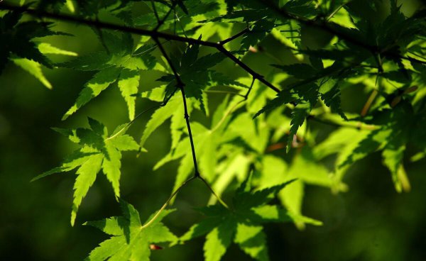 立夏以后就是夏天了吗
