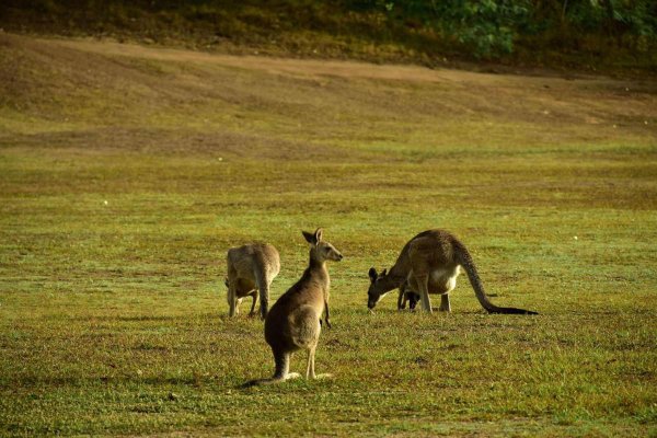 澳洲是指哪个国家