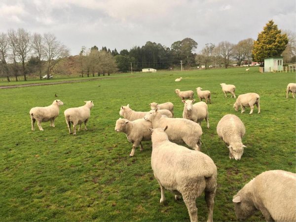 澳洲是指哪个国家