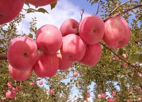 如何解决苹果树大小年问题