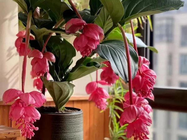 宝莲灯花的寓意和象征风水