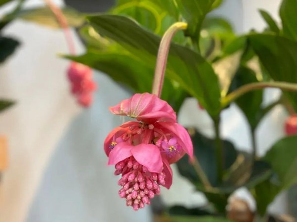 宝莲灯花的寓意和象征风水