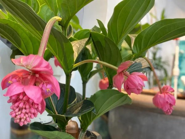 宝莲灯花的寓意和象征风水