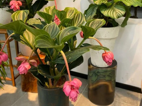 宝莲灯花的寓意和象征风水