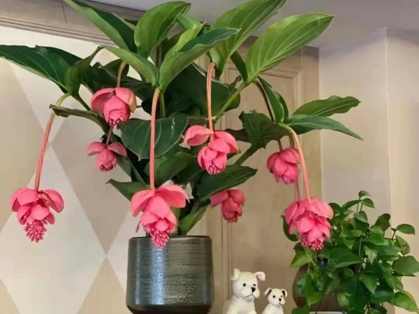 宝莲灯花的寓意和象征风水