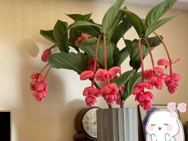 宝莲灯花的寓意和象征风水