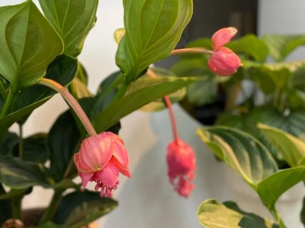 宝莲灯花的寓意和象征风水