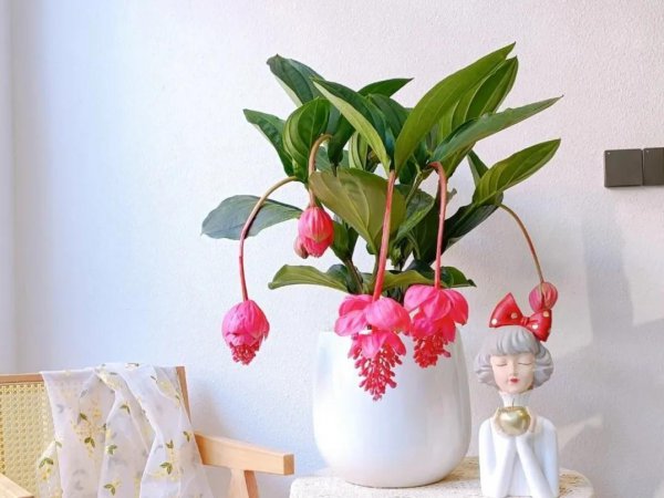 宝莲灯花的寓意和象征风水