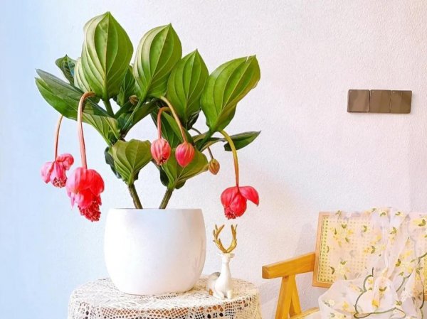 宝莲灯花的寓意和象征风水