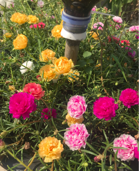 花卉肥料怎么选择