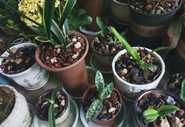 花卉肥料怎么选择