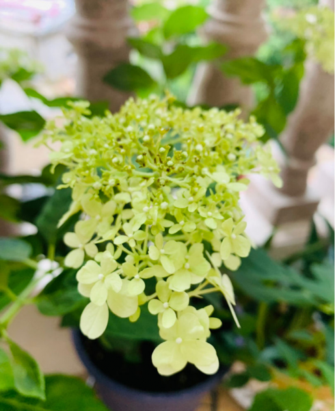 花卉肥料怎么选择