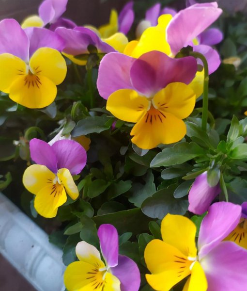 花卉肥料怎么选择