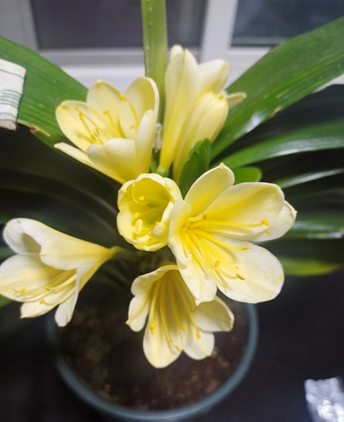 花卉肥料怎么选择