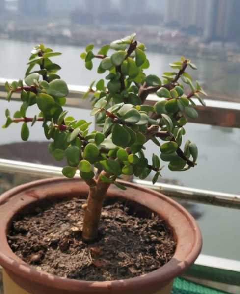 花卉肥料怎么选择