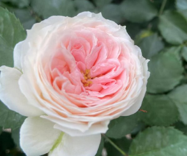 花卉肥料怎么选择