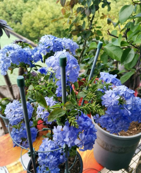 花卉肥料怎么选择