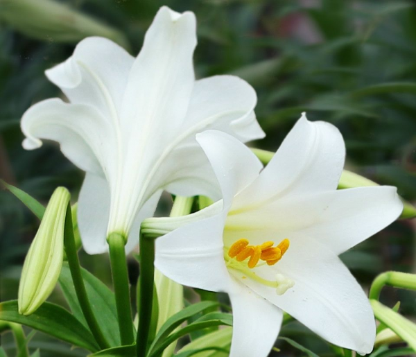 花卉肥料怎么选择