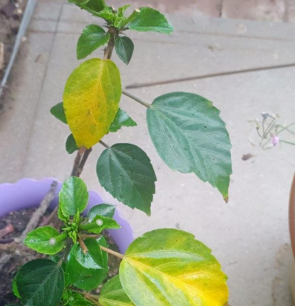 花卉肥料怎么选择