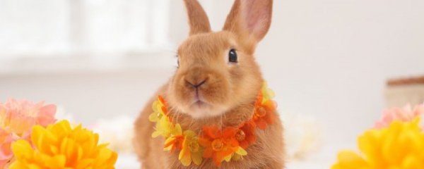 什么属相的人不能养兔子和狗