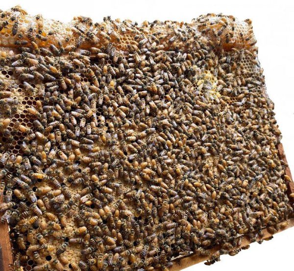 蜜蜂的特点是什么