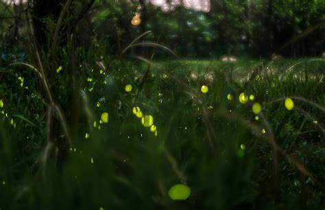 萤火虫出现在什么季节较多