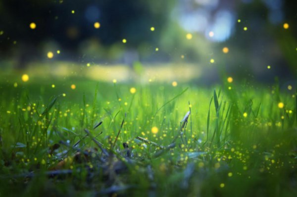 萤火虫出现在什么季节较多