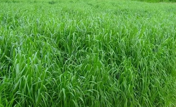 黑麦草种子一亩要用多少种子