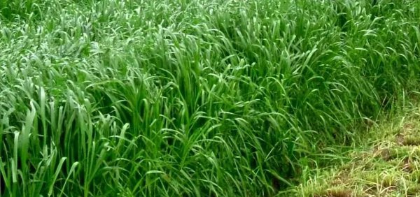 黑麦草种子一亩要用多少种子