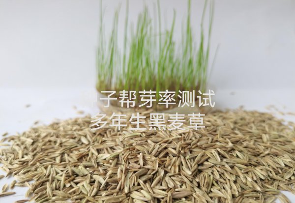黑麦草种子一亩要用多少种子