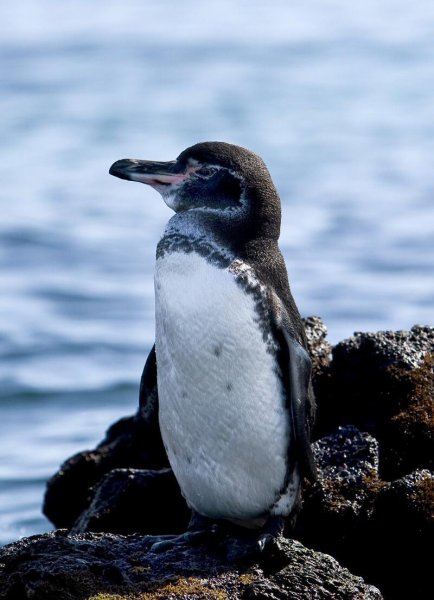 厄瓜多尔是哪个洲的国家