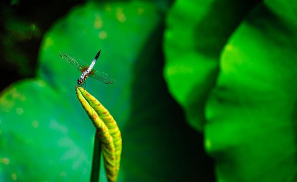 小池这首诗描写的是什么季节