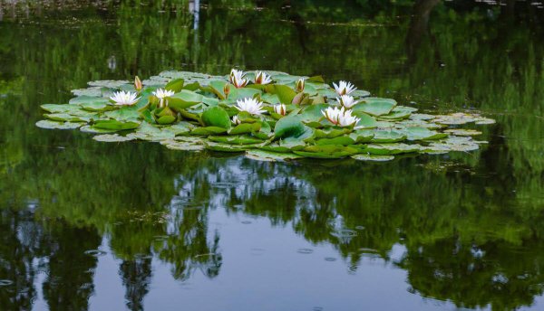 小池这首诗描写的是什么季节