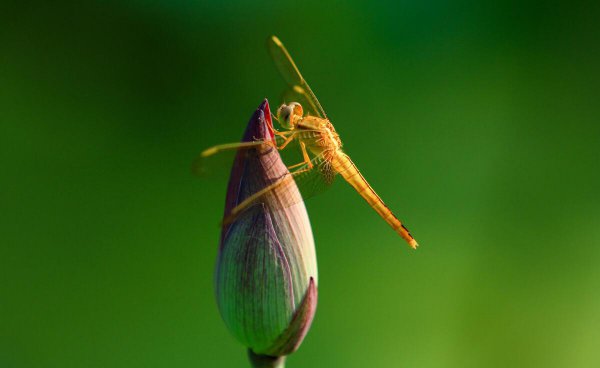 小池这首诗描写的是什么季节