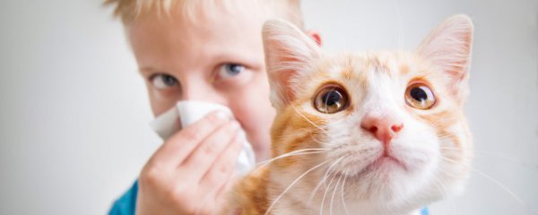 猫来家里有什么预兆