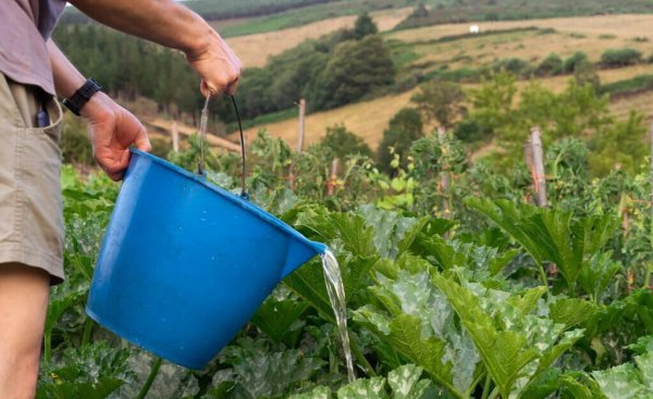 过期的牛奶可以浇花吗