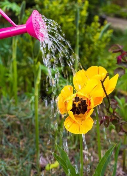 过期的牛奶可以浇花吗