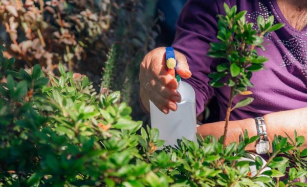 过期的牛奶可以浇花吗