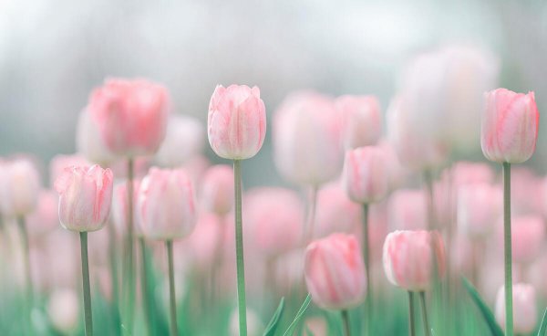 量子纠缠和爱情的关系通俗易懂