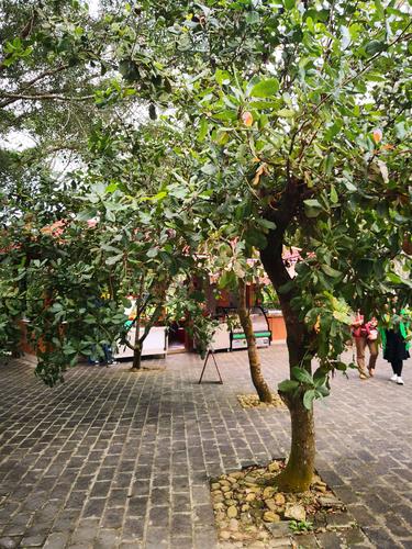 腰果树长什么样子图片