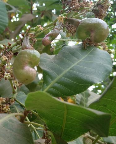 腰果树长什么样子图片