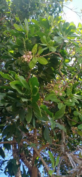 腰果树长什么样子图片