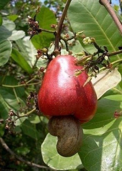 腰果树长什么样子图片