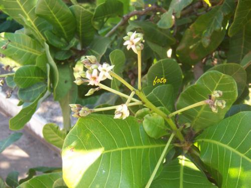 腰果树长什么样子图片